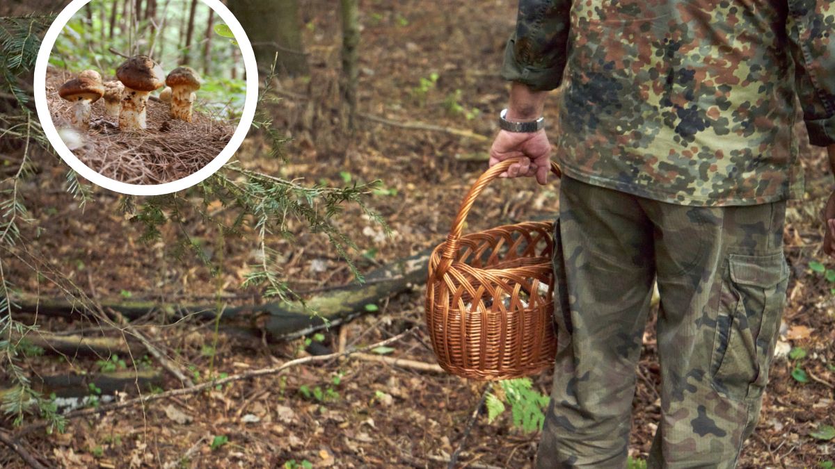 Gąska sosnowa jest naprawdę cenny okazem dla grzybiarzy