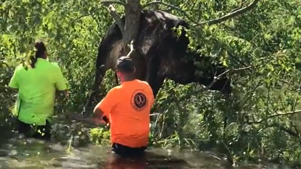 Krowa utknęła w drzewie po huraganie Ida 