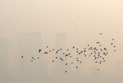 Wrocław. Smog atakuje. Zła jakość powietrza w mieście