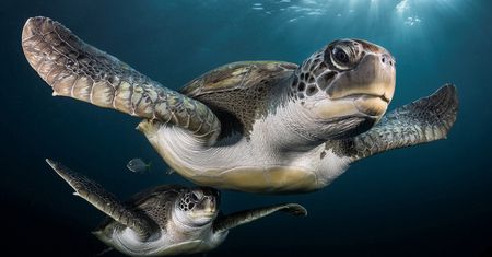 Takiego świata nie znacie. Oto najpiękniejsze zdjęcia podwodne w konkursie Underwater Photographer of the Year 2017