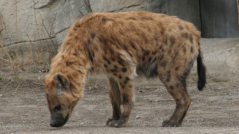 Hieny na Allegro, czyli jak kupić za 7,4 tys. towar za 74 tys. 1