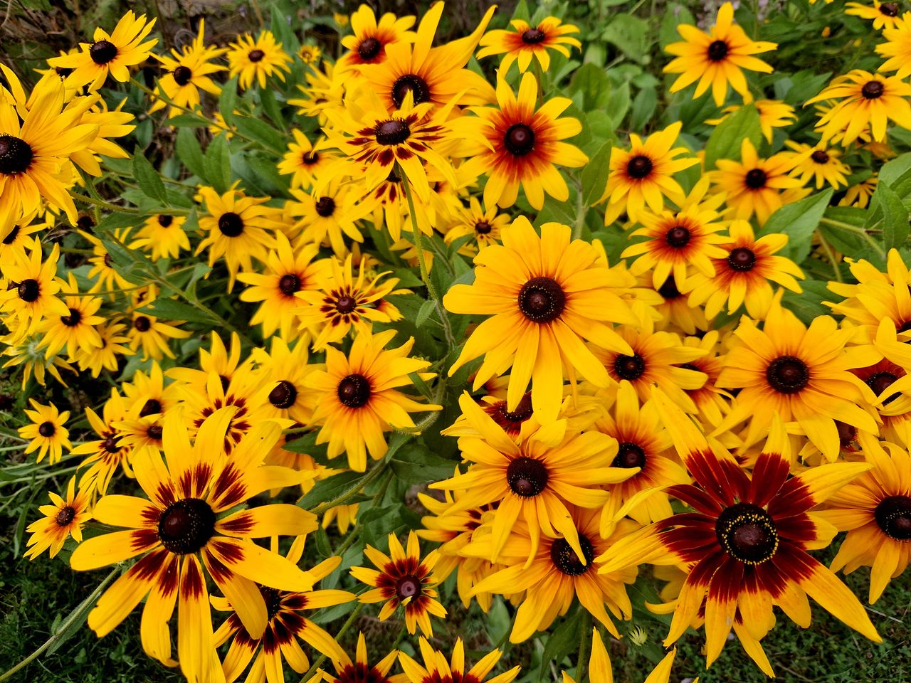 Kwitnie aż do pierwszych przymrozków. Doskonała roślina na rabaty