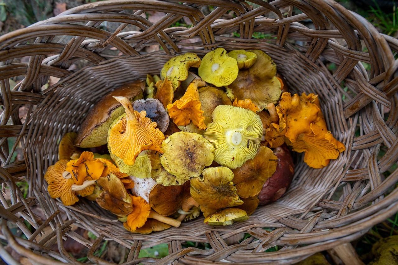 To jeden z najbardziej charakterystycznych i aromatycznych grzybów