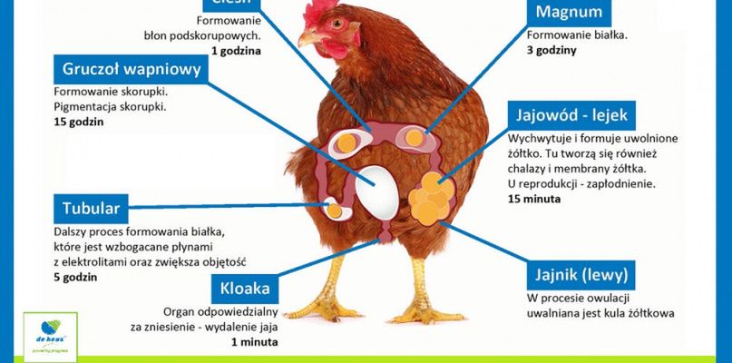 Polacy jedzą coraz więcej jaj, nie tylko w Wielkanoc
