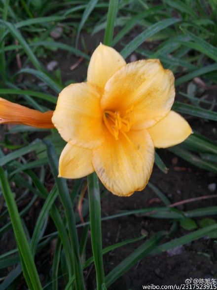 Zuk Z1 zapowiada się coraz ciekawiej. Xiaomi i OnePlus mają się czego bać? 9