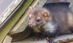 Spryskaj w kilku miejscach. Kuny uciekną w popłochu