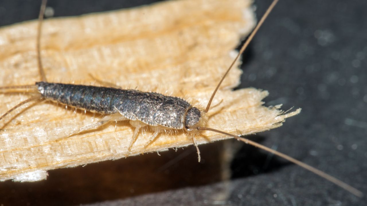 Home warning: Silverfish infestation signals hidden moisture issues