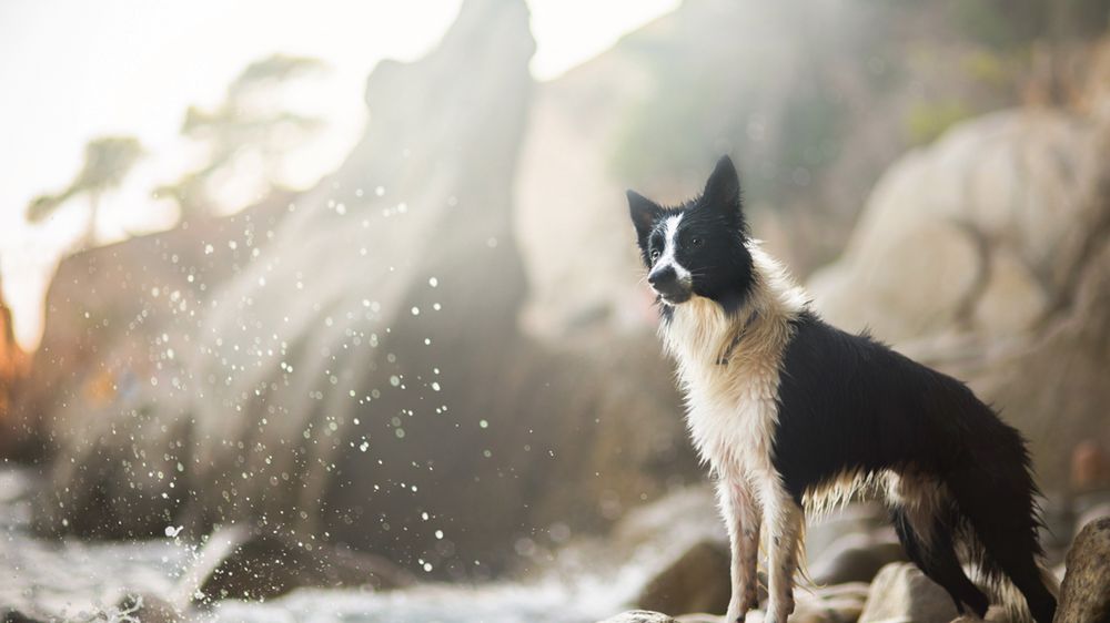 Najlepszy przyjaciel człowieka widziany oczami Izy Łysoń 1