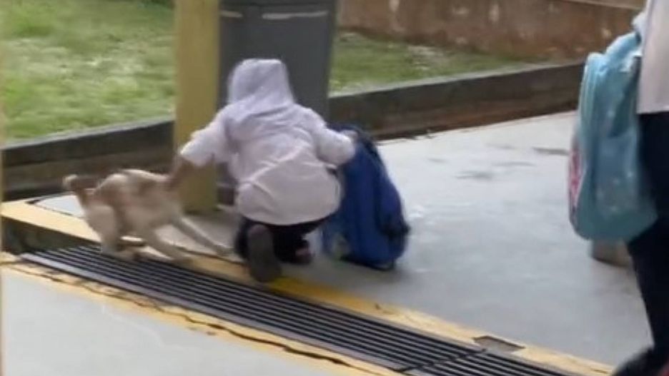 Malezyjska dziewczynka próbuje schować kota do plecaka