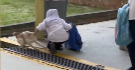 Dziewczynka z kotem rozbawia do łez. Nagranie to hit