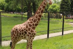 Warszawa. Do zoo przyjechała nowa żyrafa. To samiec