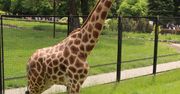 Warszawa. Do zoo przyjechała nowa żyrafa. To samiec