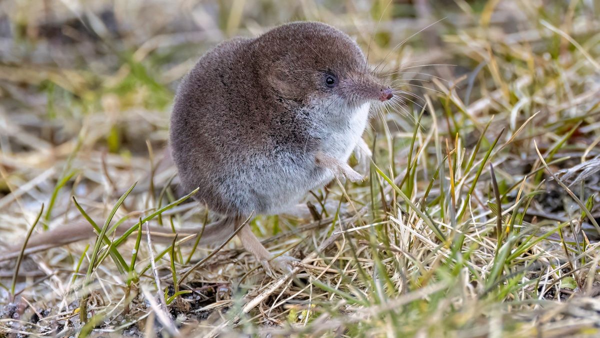 Czy ryjówka jest groźna?