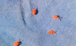 Niedługo będą w całej Polsce. Działaj, zanim się rozmnożą