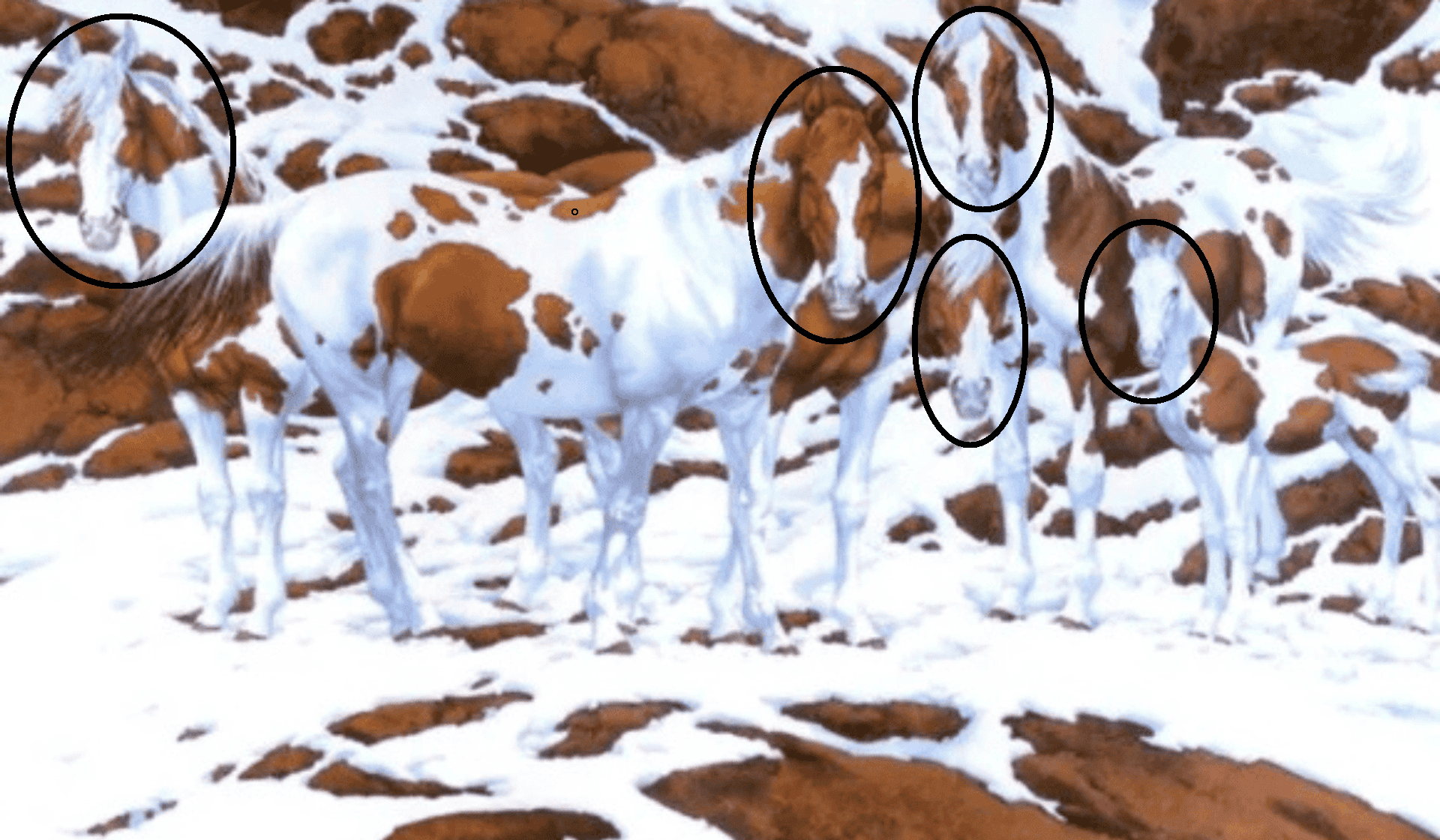 Udało ci się znaleźć wszystkie zwierzęta?