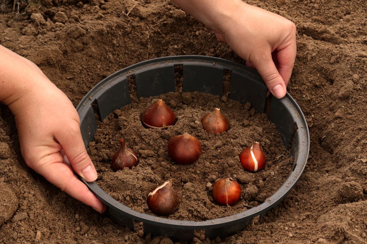 Nie trać mieczyków przez zimę. To musisz zrobić jesienią