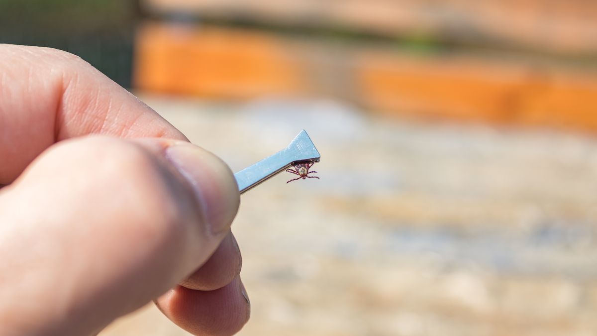Jak usunąć kleszcza?