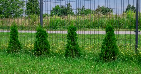 Feng shui w ogrodzie. Wielbiciele tui nie będą zadowoleni