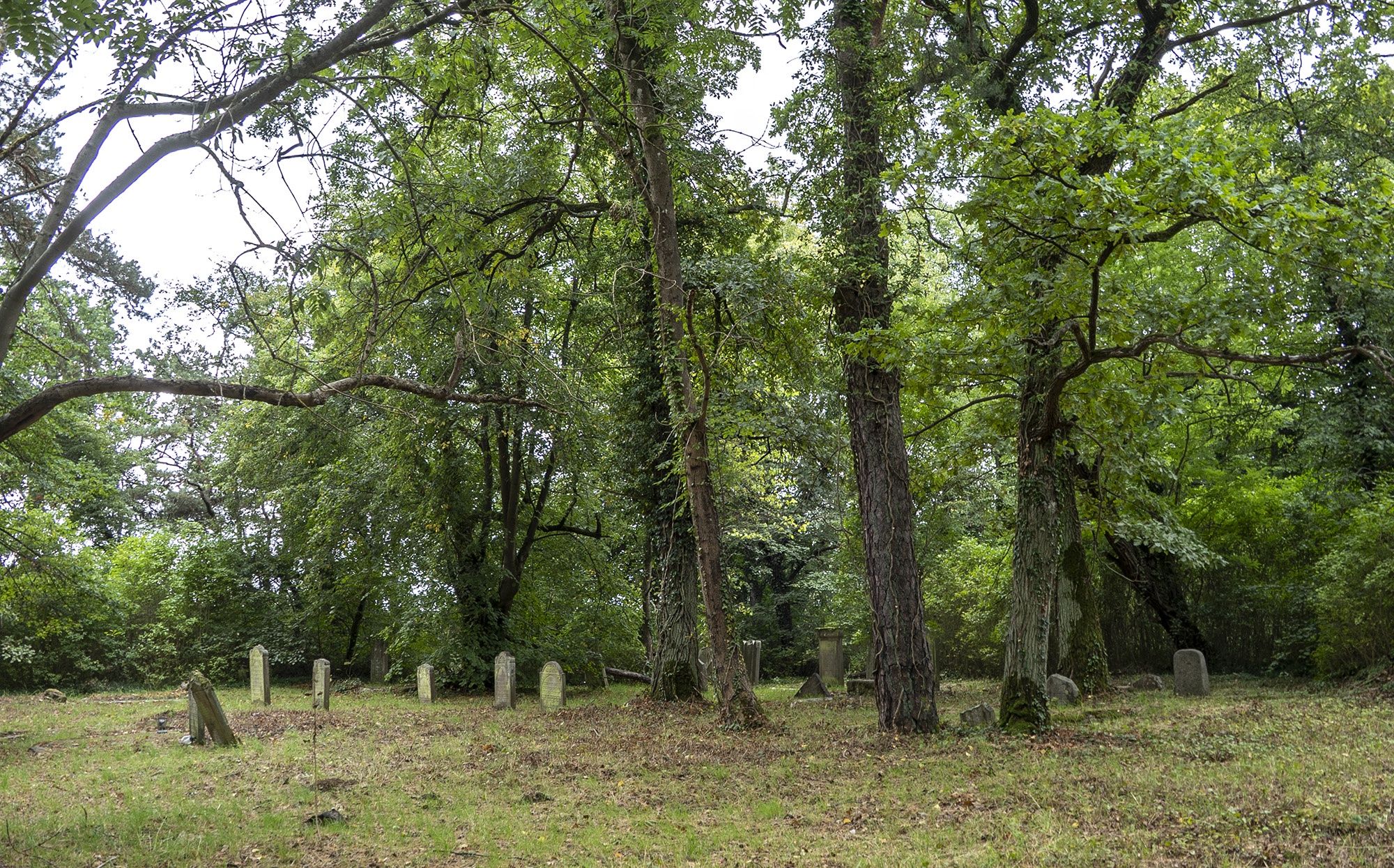 Ogólny widok zadrzewionej nekropolii.