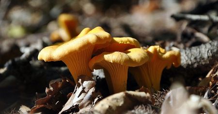 Ten grzyb przypomina kurkę. Pomyłka grozi poważnym zatruciem