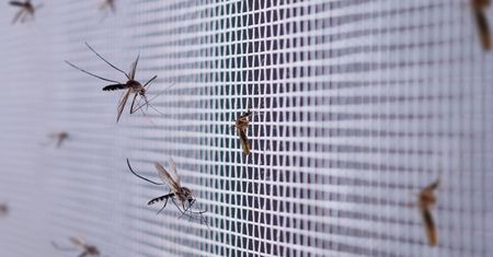 Pozbądź się komarów. Sposób z Izraela