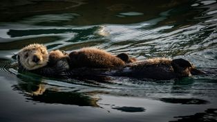 Wydra-złodziej kradnie deski surfingowe. Ustawiono znaki z ostrzeżeniami