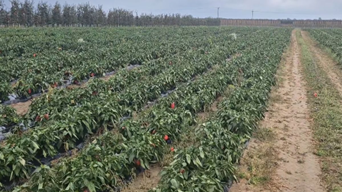 Rolnik z Gałkowic chce oddać za darmo paprykę.