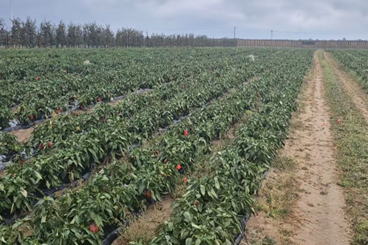 Dramatyczny apel rolnika. Chce oddać paprykę. "Jestem bezsilny"