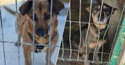 Gorzów: Mroźna zima i psy w boksach. Schronisko Azorki apeluje o adopcje