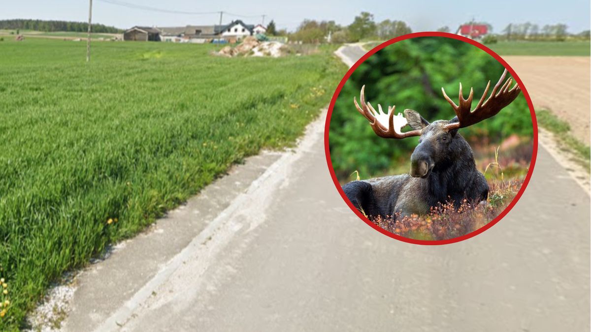 Na drodze kobiety pojawił się łoś