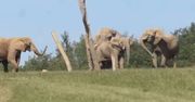 Śmierć słonicy na wybiegu. Czeskie zoo wyjaśnia okoliczności