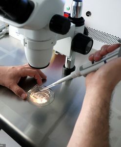 Wygaszają program in vitro. To pierwsze miasto w Polsce. Będą kolejne?
