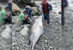 Ogromne zwierzę z tajemniczymi ranami. Ocean wyrzucił truchło na brzeg