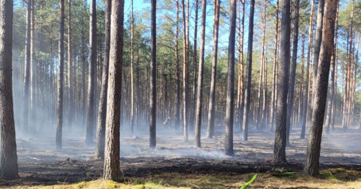 Pomorze: Ryki w lasach to nie powód do obaw. Trwa jelenie rykowisko