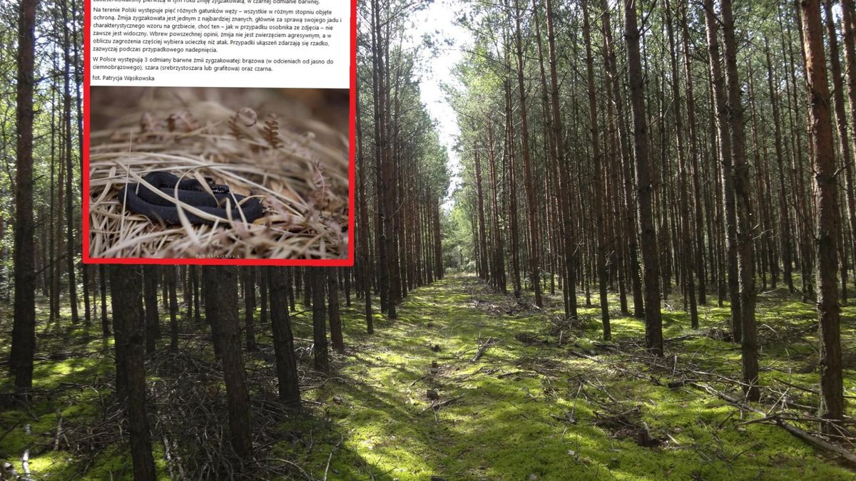 Leśnicy ostrzegają przed żmijami. Jak się zachować w przypadku ukąszenia?