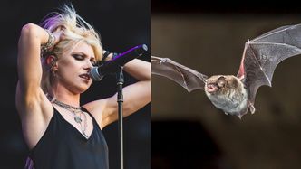 Taylor Momsen została UGRYZIONA PRZEZ NIETOPERZA. Chwile grozy na koncercie: "Chyba faktycznie jestem wiedźmą" (WIDEO)