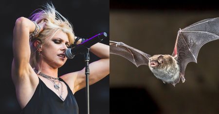 Taylor Momsen została UGRYZIONA PRZEZ NIETOPERZA. Chwile grozy na koncercie: "Chyba faktycznie jestem wiedźmą" (WIDEO)