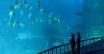 Singapur: największe oceanarium na świecie