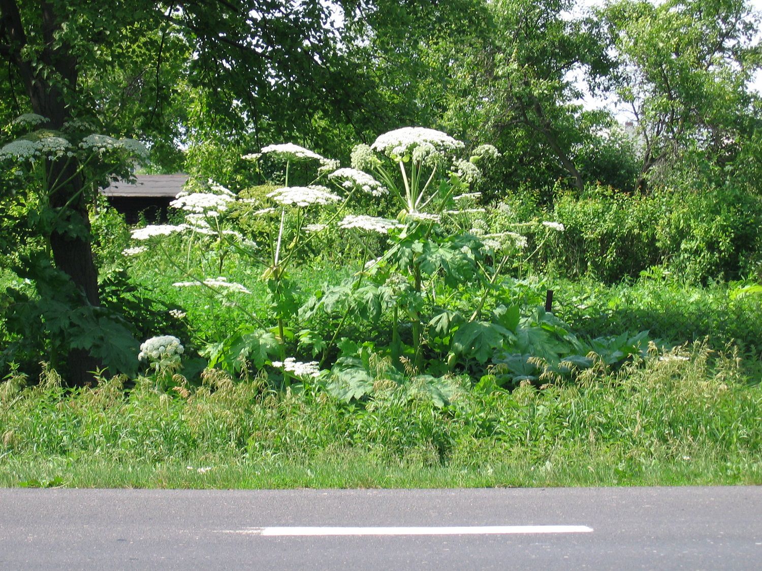 Barszcz olbrzymi rosnący przy drodze [barszcz.edu.pl](http://barszcz.edu.pl/pokroj-barszczu-sosnowskiego-i-barszczu-olbrzymiego/)