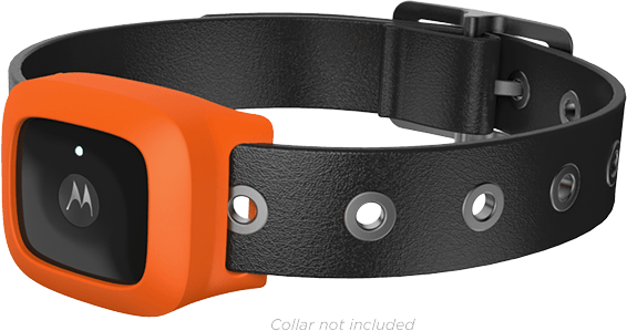 VerveLife to nowa marka sygnowana logo Motoroli. Znajdziesz je na słuchawkach, sportowej kamerce i... obroży dla psa 6
