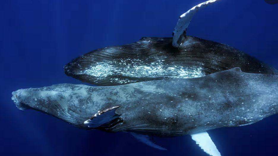 Dwa wieloryby tej samej płci przyłapane na seksie