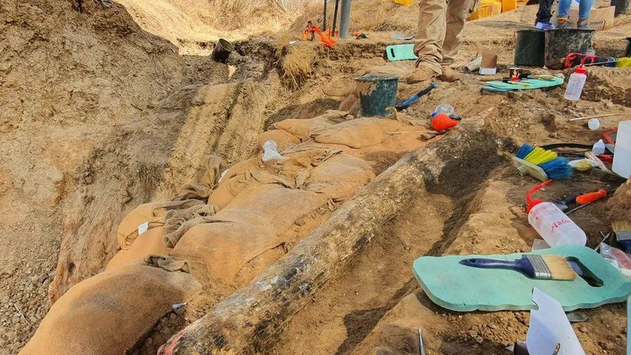 Odkrycie kła prehistorycznego słonia w Izraelu