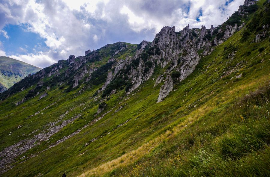 The species that returned to Romania after 200 years