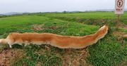 To nie photoshop. Zdjęcia są efektem trybu panoramy