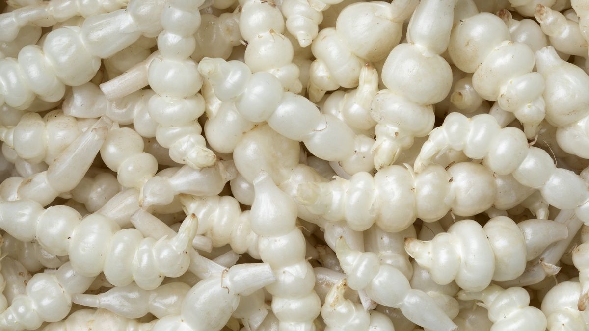 Jakie właściwości ma chiński karczoch?