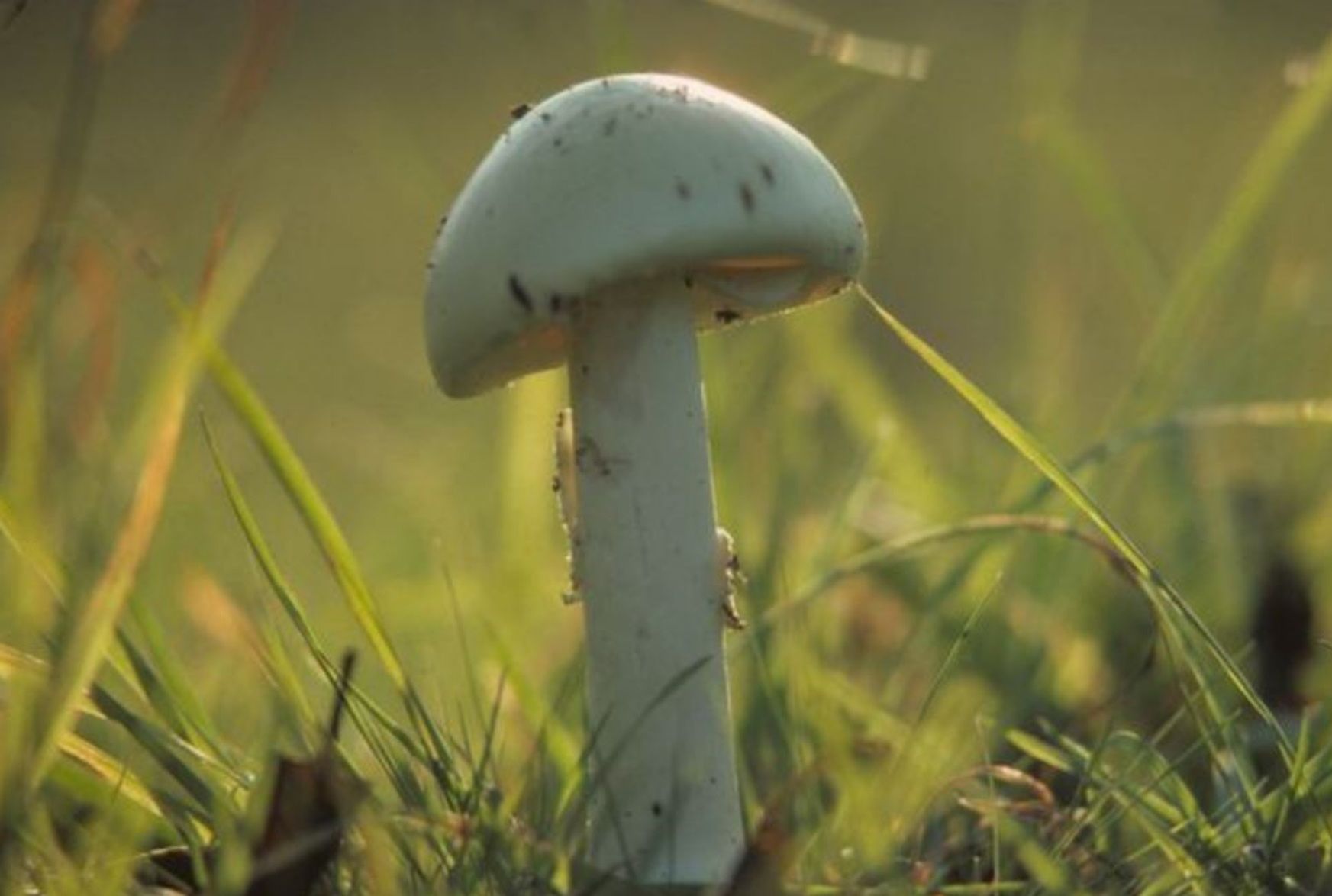 Grzyb przypominał swoim wyglądem jadalną pieczarkę