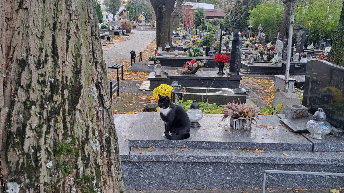 Na cmentarzu wciąż żyje ok. 40 kotów