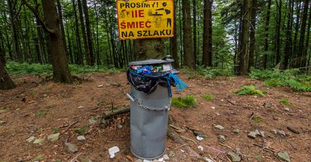 Surowe kary dla przyłapanych. Leśnicy nie odpuszczą grzybiarzom