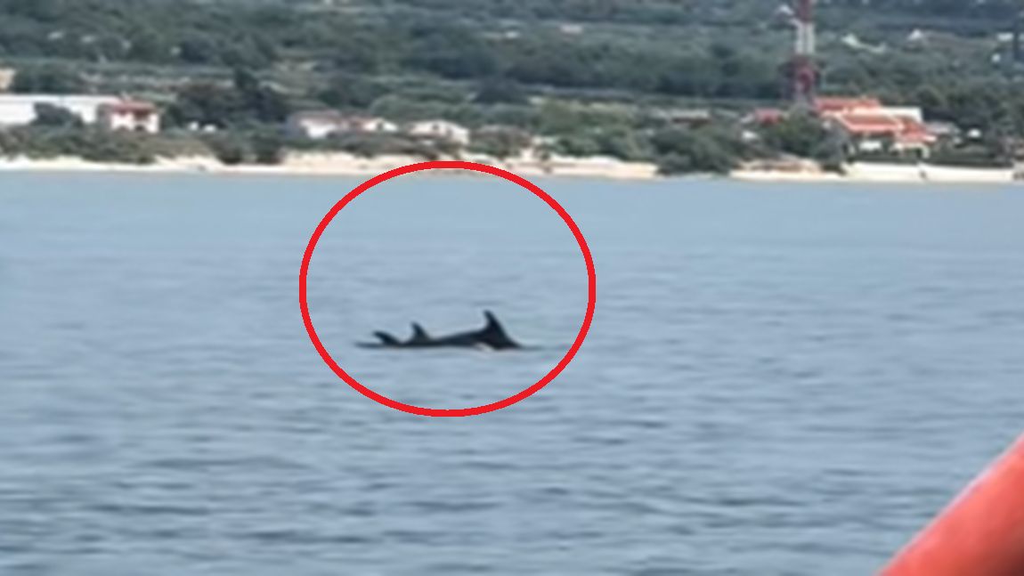 Delfin pływał w Morzu Adriatyckim.