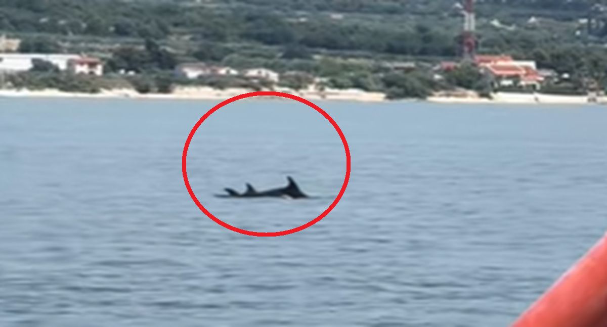 Delfin pływał w Morzu Adriatyckim.